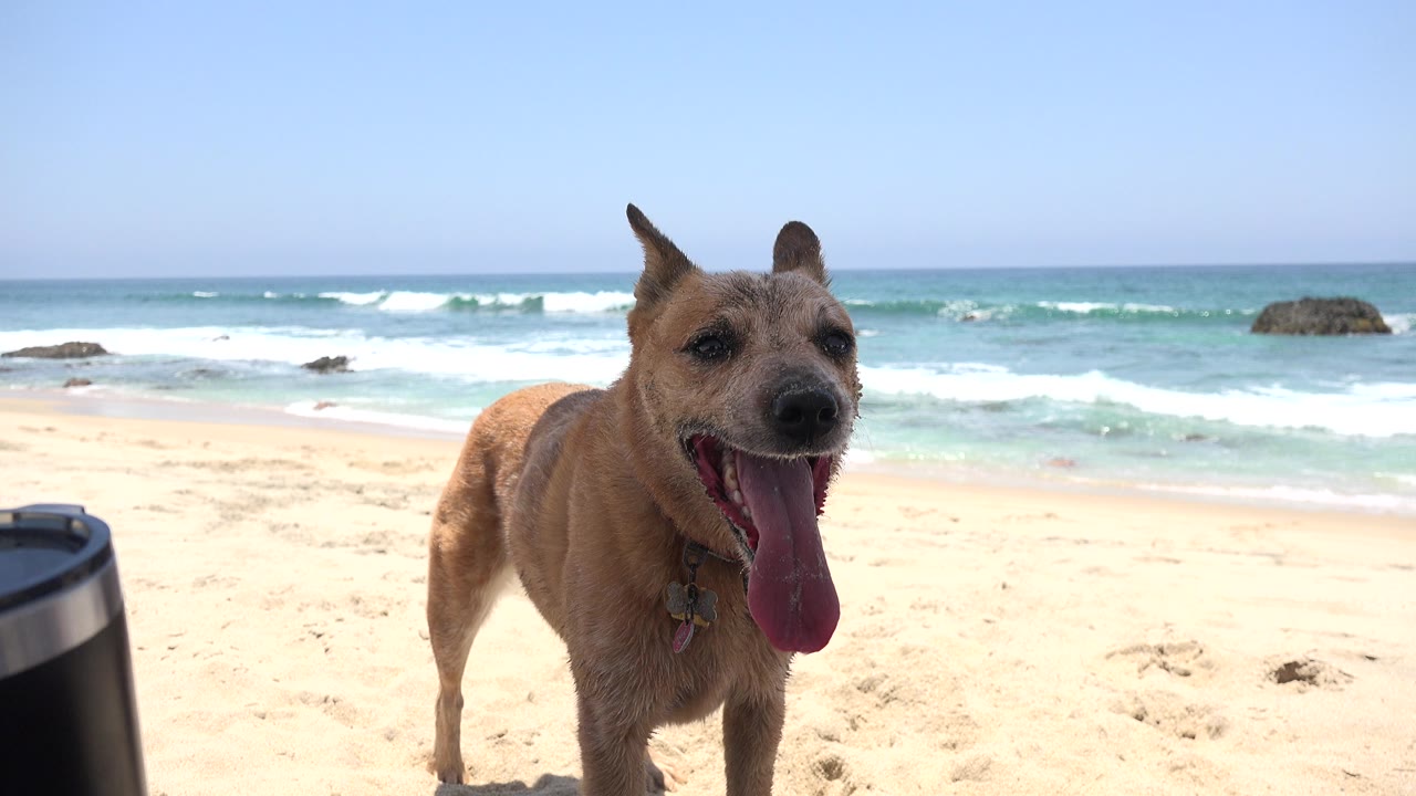 The dog remains foregrounded on the Cabo San Lucas sand, angled slightly toward camera left, with bright water, breaking waves, offshore rocks, and no visible people.