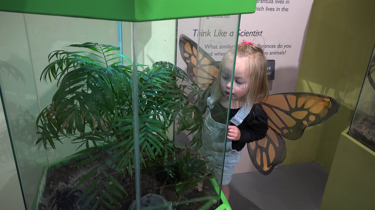 The young girl in Broomfield, Colorado looks toward the leafy terrarium through the glass, with orange butterfly wings and a science-themed wall panel behind her.