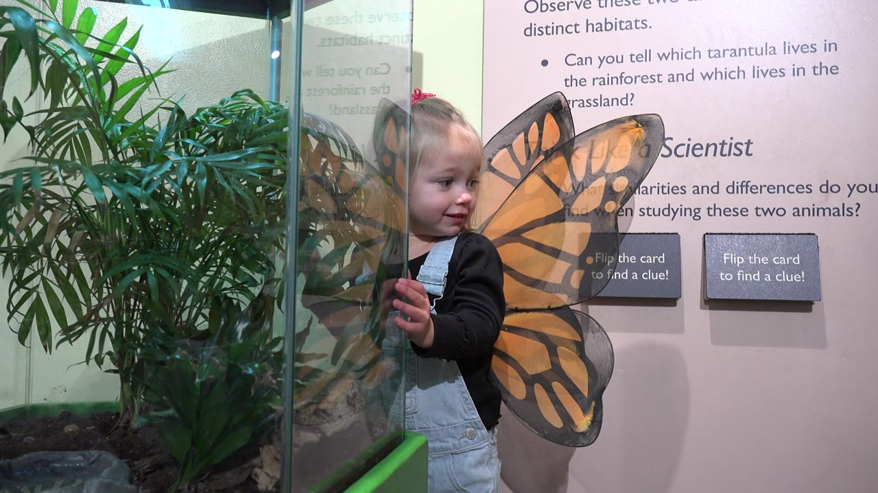 In Broomfield, Colorado, a little girl wearing orange butterfly wings stands beside a glass terrarium filled with leafy green plants.
