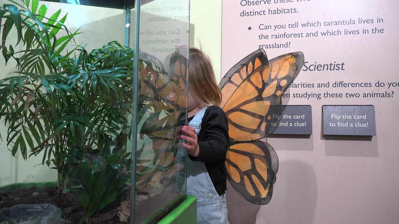 Child turned toward the museum wall with butterfly wings visible.