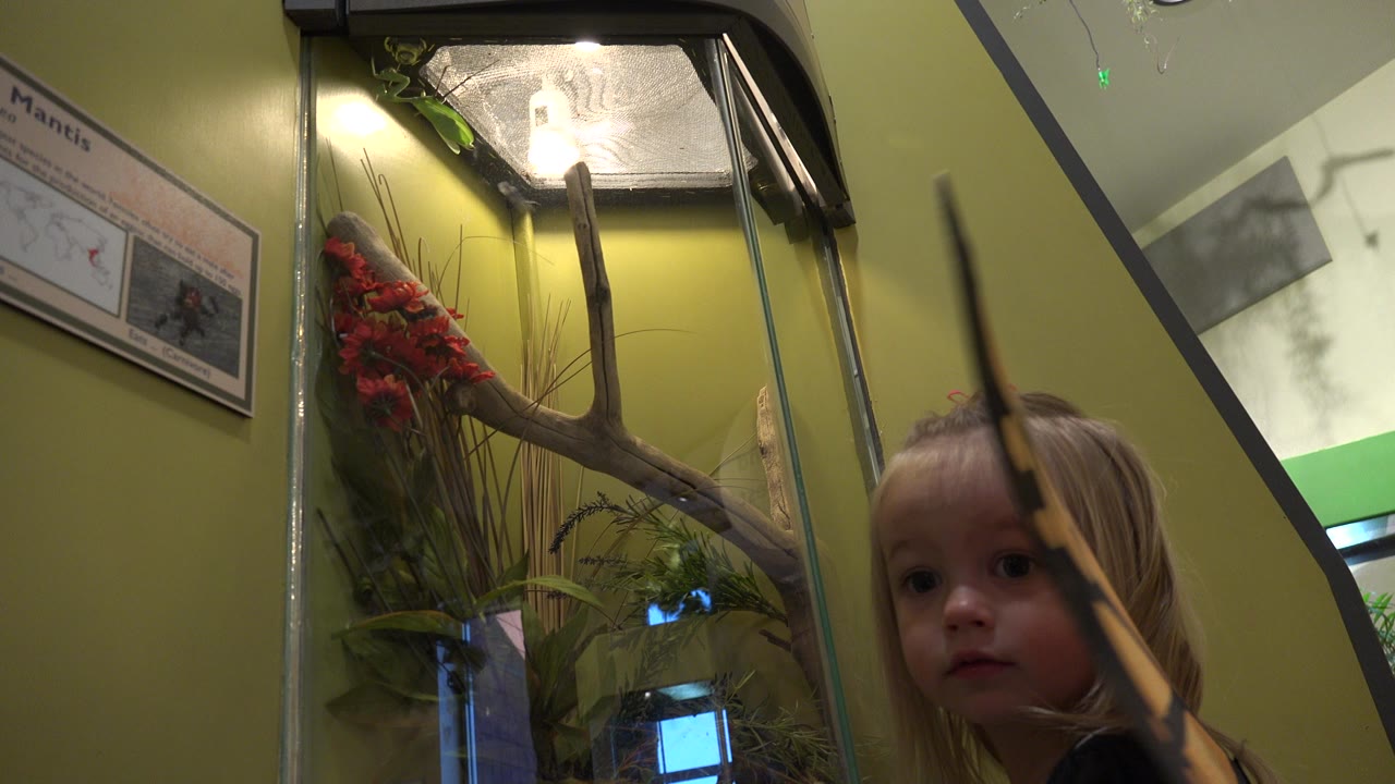 Young girl beside a glass terrarium wearing orange butterfly wings.
