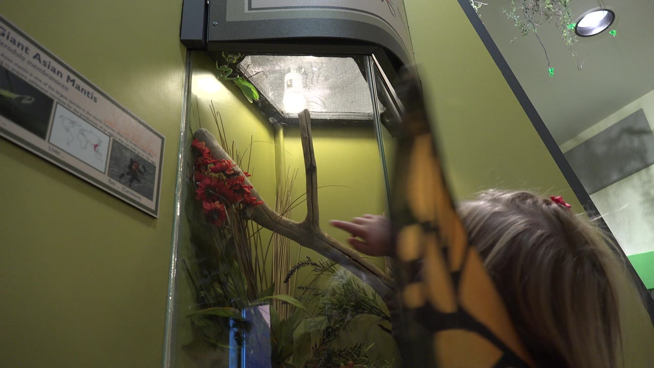 Child in butterfly wings reaches toward a lit glass display.