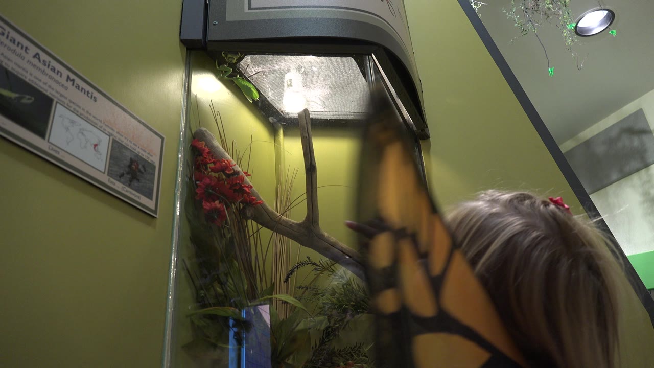 At 0:01 in Broomfield, Colorado, the child's butterfly wing moves across the foreground while the lit glass enclosure and green wall remain in view.