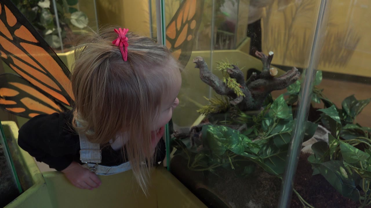 The child remains close to the indoor glass terrarium, her orange butterfly wings visible behind her as she looks toward the planted display in Broomfield, Colorado.