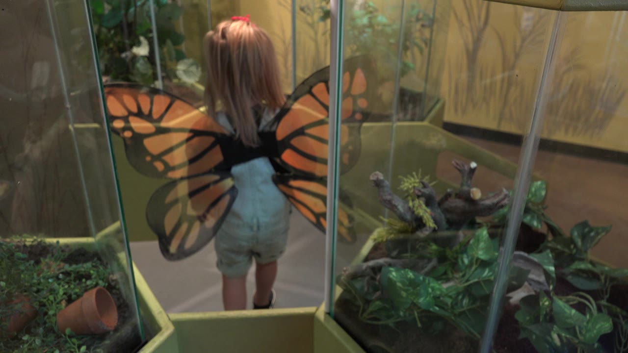 Child in orange butterfly wings facing a glass exhibit case.