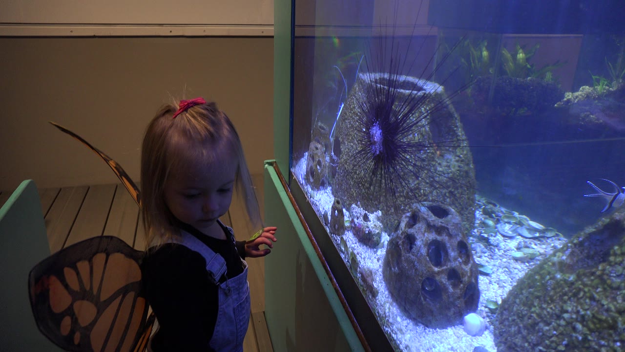 In Broomfield, Colorado, a small blonde girl wearing butterfly wings stands near the left edge while a blue-lit aquarium with gravel and rock structures fills the right side.