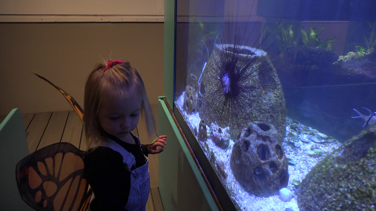 In Broomfield, Colorado, the girl in a dark shirt and pale overalls stands closer to the aquarium edge as blue tank light falls across rocks and gravel.