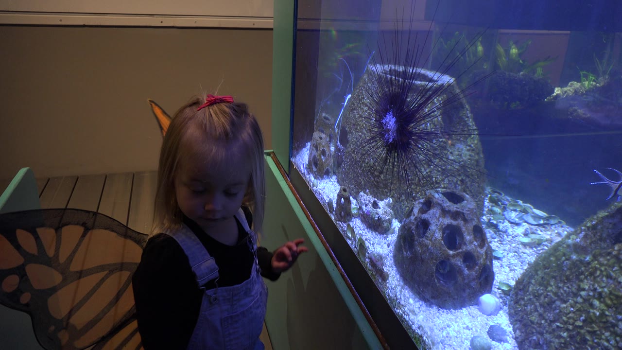 Child with orange butterfly wings beside aquarium exhibit