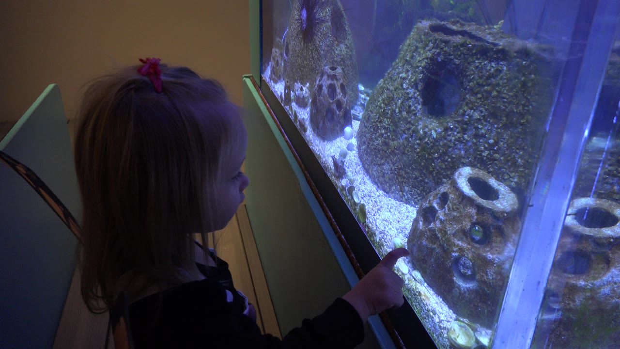 Toddler in butterfly wings points at a blue-lit aquarium tank.