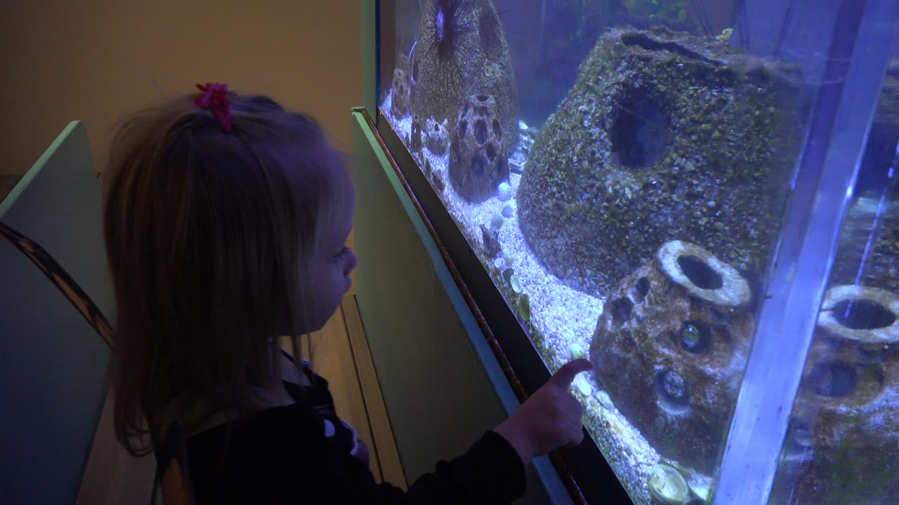 The toddler remains beside the Broomfield aquarium display, facing the glass while blue light reveals gravel and rounded rock forms in the tank.