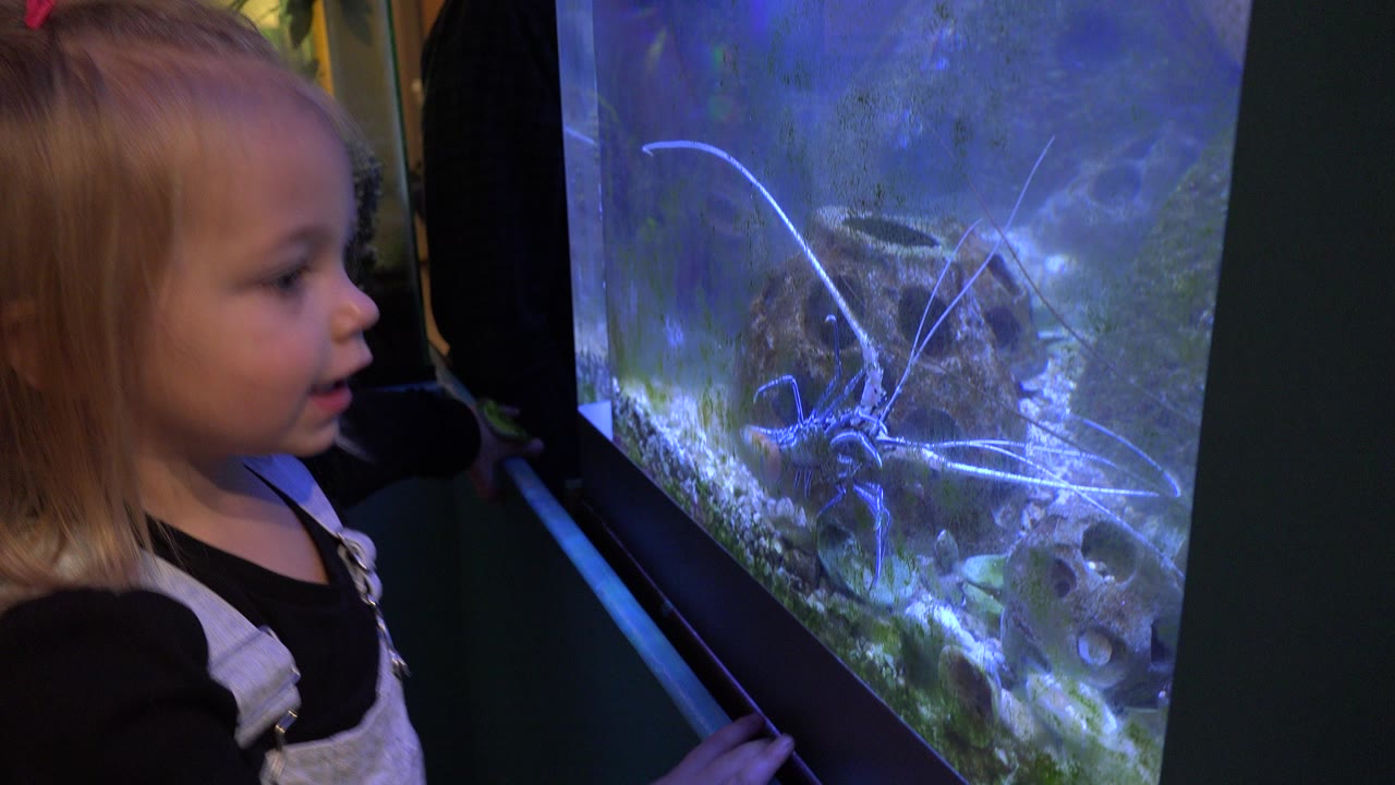 A young blonde girl in Broomfield, Colorado stands close to a blue-lit aquarium while an aquatic organism is visible through the glass.