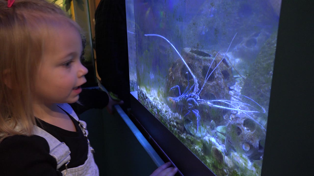 The girl remains in profile beside the aquarium as the long-legged aquatic organism sits near rocks and pale gravel in the blue water.