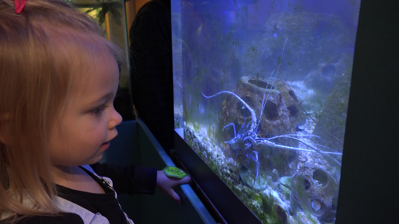 The child turns toward the aquarium glass and reaches near the tank edge while the blue-lit organism remains visible against rocks and gravel.