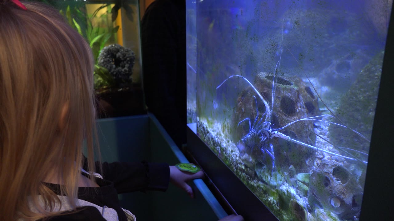 Back of child facing aquarium tank