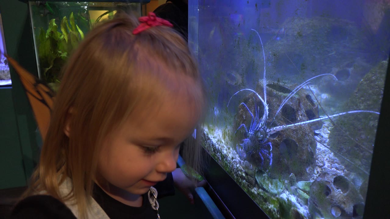 Young girl with pink hair ribbon beside a blue-lit aquarium.