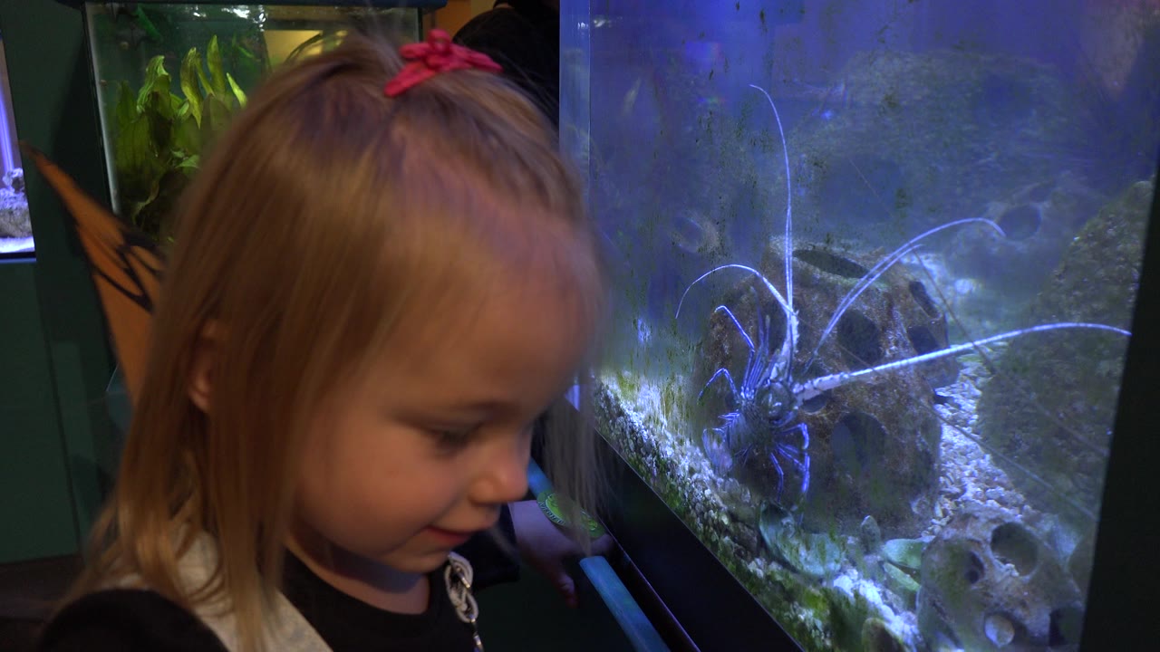In Broomfield, Colorado, the girl leans near the glass as a large crustacean with long antennae sits among rocks under blue aquarium lighting.