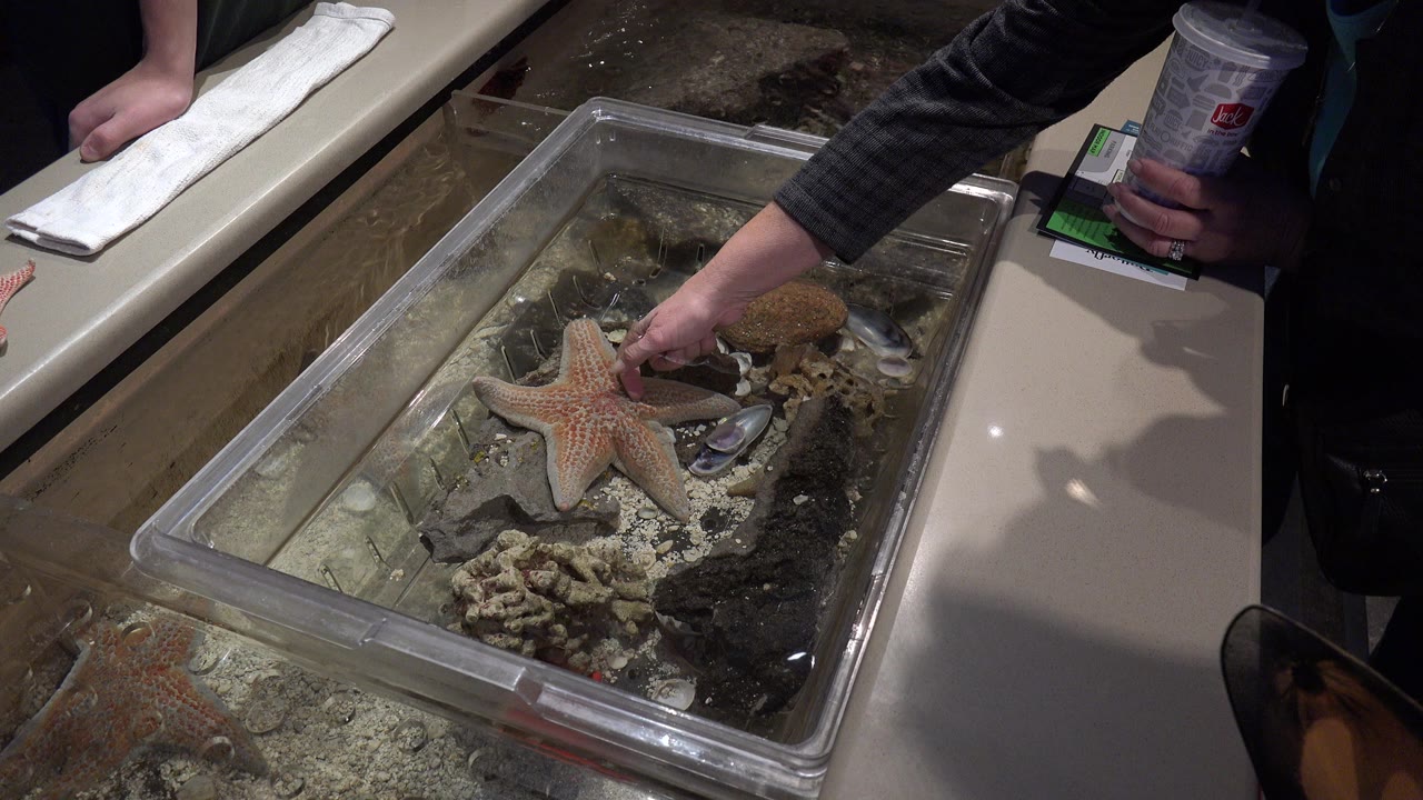 A hand reaches into a shallow aquarium touch tank in Broomfield, Colorado, near a large starfish, rocks, shells, sand, and water under dim indoor light.