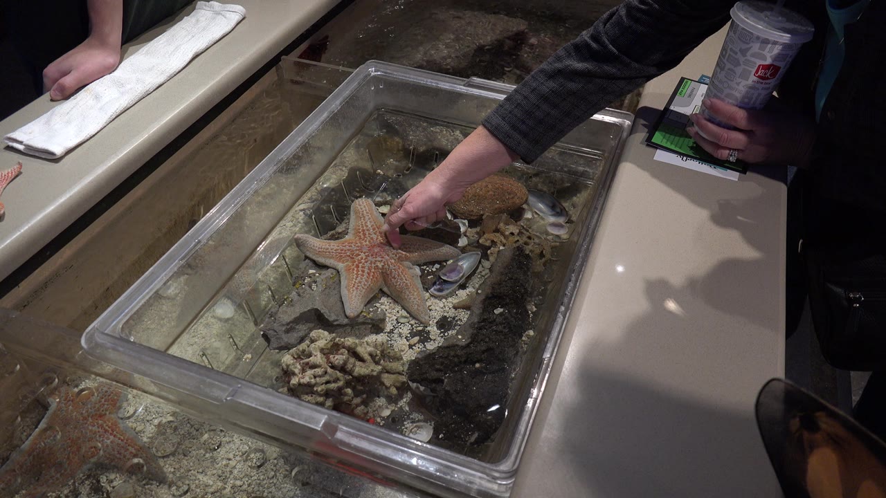A hand touches the starfish inside the rectangular aquarium tank in Broomfield, Colorado, with shells, dark gravel, rocks, and tank edges visible around it.