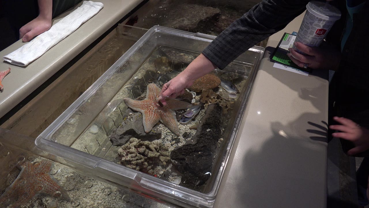 Hand hovering over the starfish and shells in the touch tank.