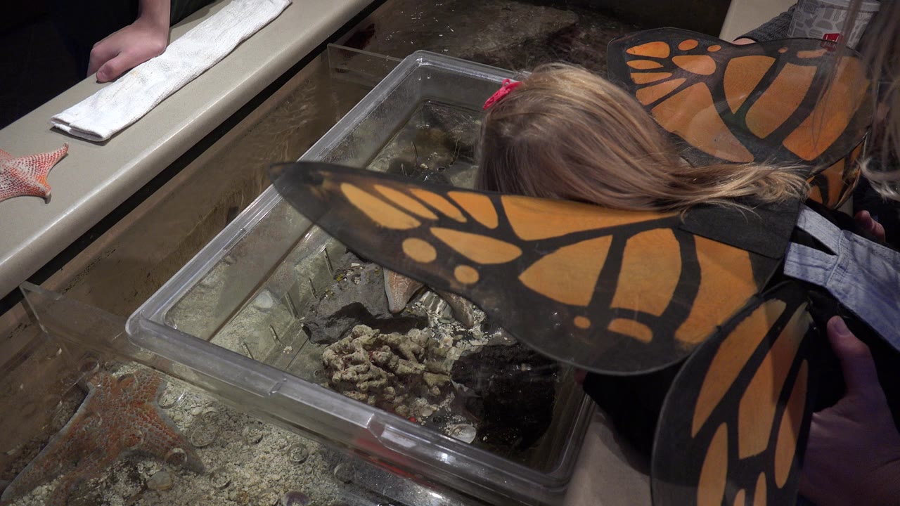 At 0:00 in Broomfield, Colorado, a blonde girl wearing orange butterfly wings leans over a clear indoor tank while adult hands appear near the frame edges.
