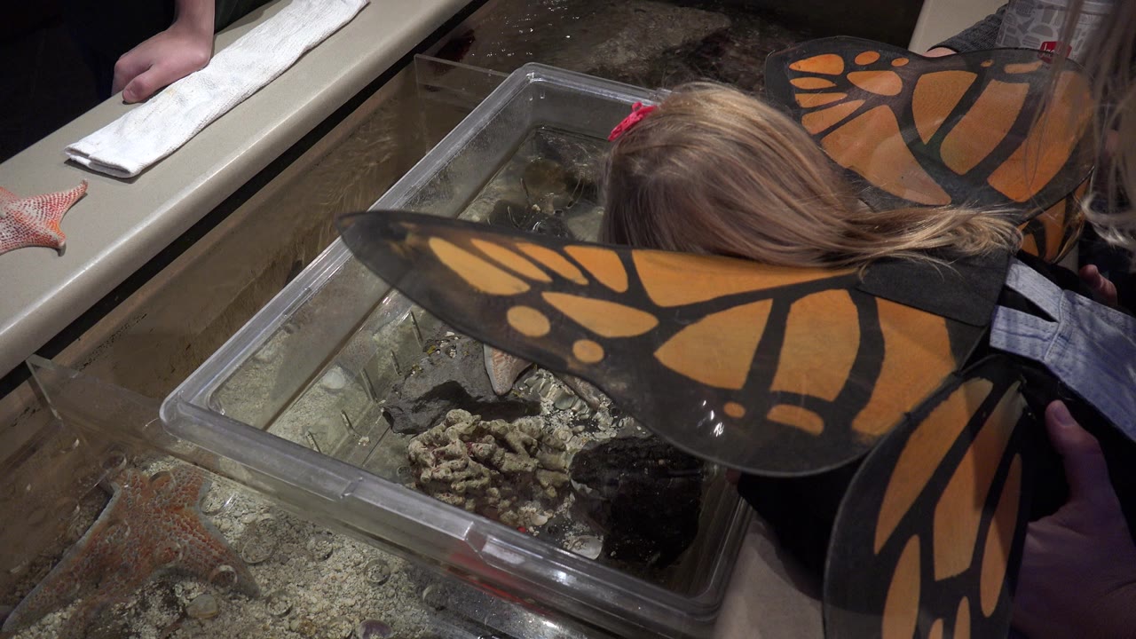 At 0:01 in Broomfield, Colorado, the girl's orange butterfly wings stretch across the foreground as she looks down into the water tank with rocks inside.