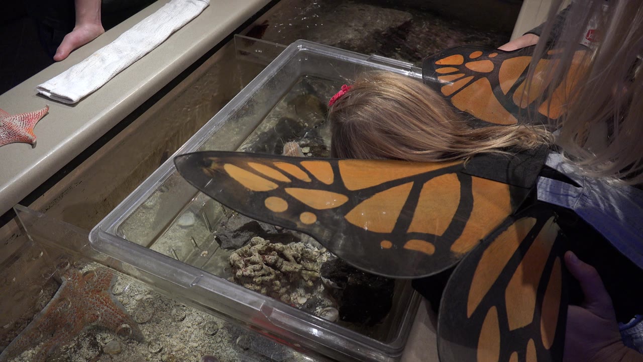 Girl in butterfly costume leaning close to a clear tank indoors.