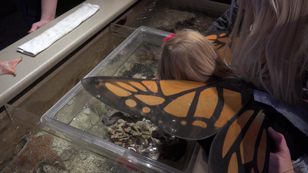 Small girl in butterfly wings leaning over an aquarium touch tank