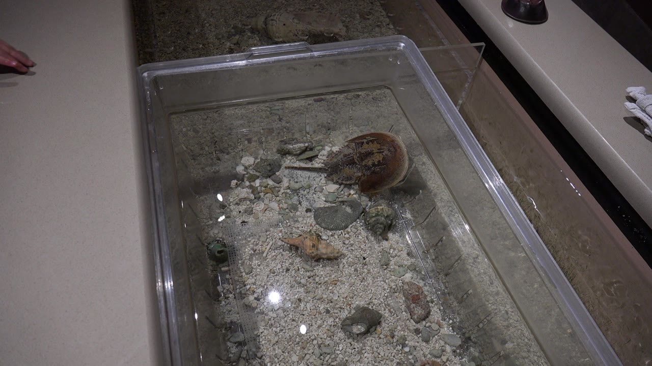 Shallow aquarium with sand, stones, and a brown aquatic animal near the upper right.