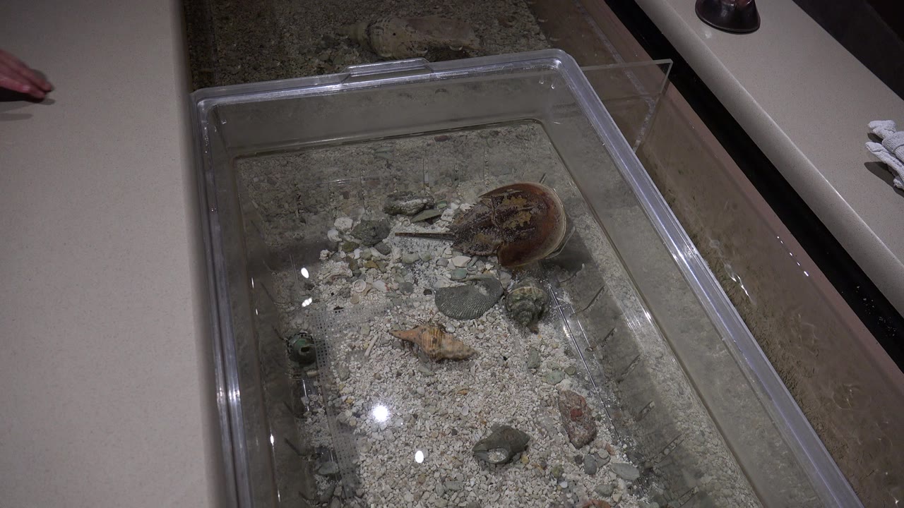 At 0:01 in Broomfield, Colorado, the aquarium remains centered with the brown aquatic animal near the right wall, pale gravel below, overhead glare on the water, and no visible people in this frame.