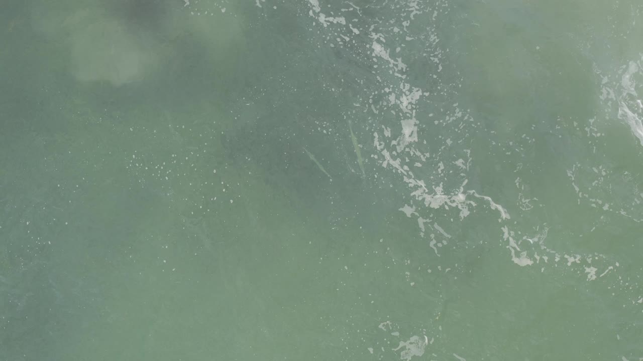 Top-down murky green water in Baja California Sur with pale foam fragments and diffuse darker cloudy areas under the surface, with no visible people.