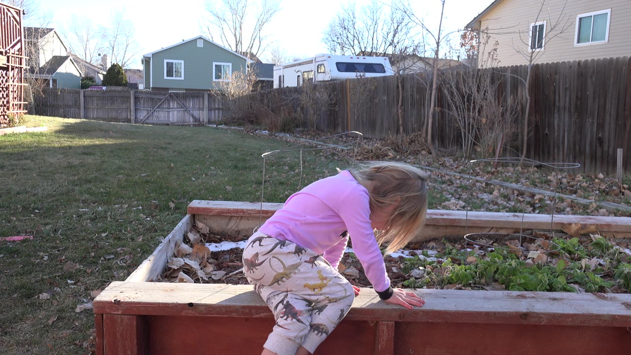 Blond girl in a pink shirt bends over a wooden raised garden bed in a backyard.