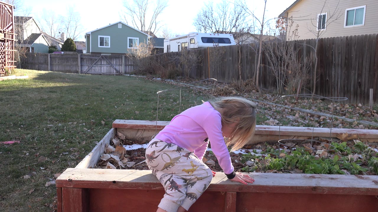 At 0:01, the girl bends lower over the wooden garden bed, with her hair falling forward and the fenced Westminster backyard visible behind her.