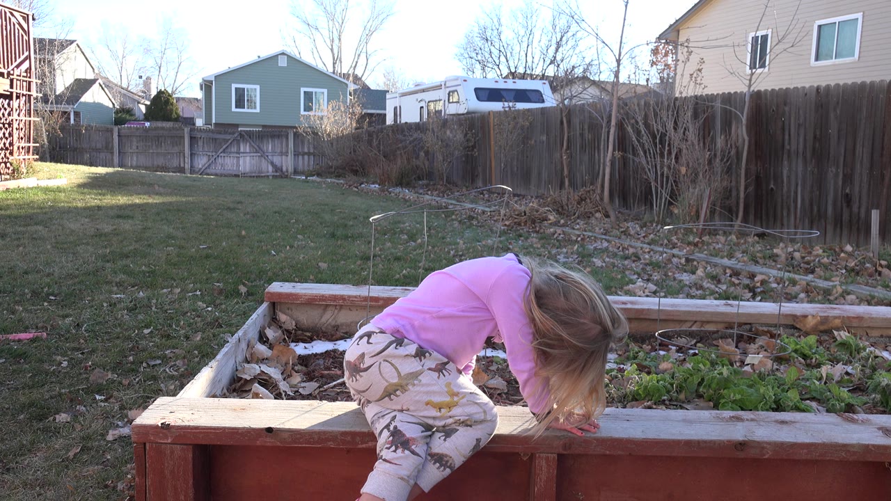 A blond child in a pink shirt bends over the front edge of a raised wooden garden bed in a fenced Westminster, Colorado backyard with houses beyond.