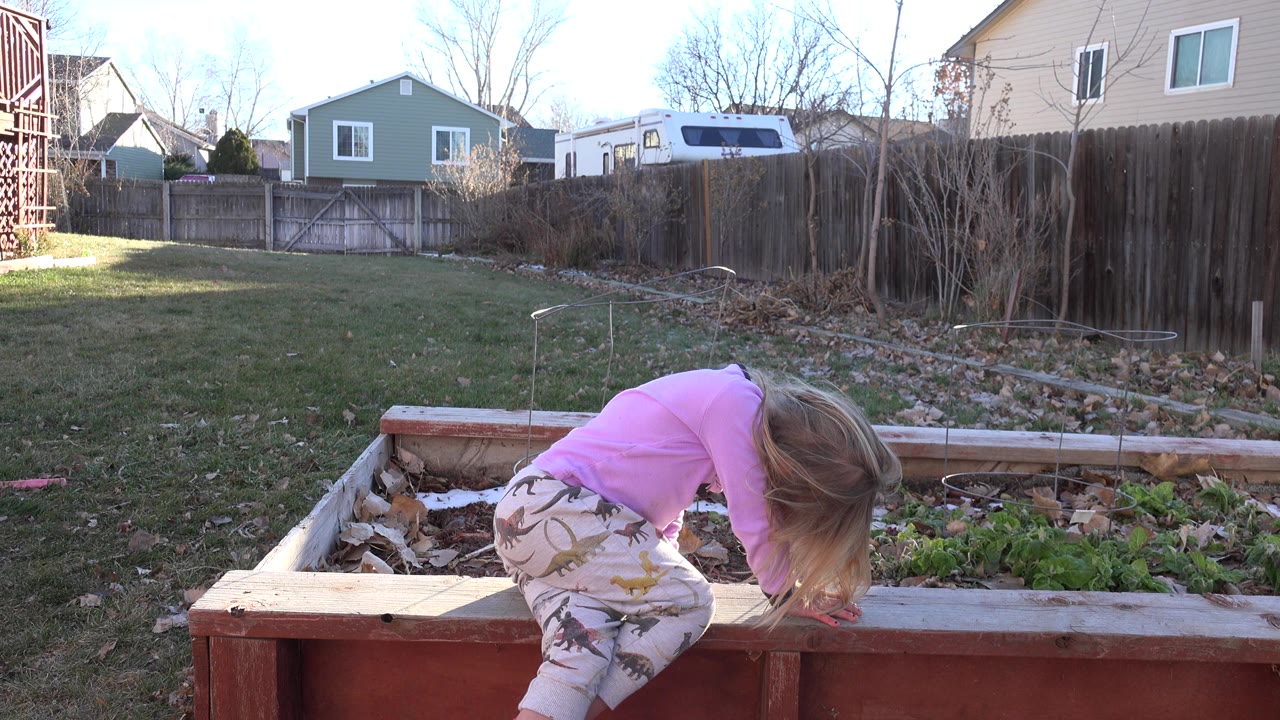 The child remains bent over the wooden garden bed in the Westminster backyard, with the lawn, fence, leafless trees, and neighboring homes filling the background.