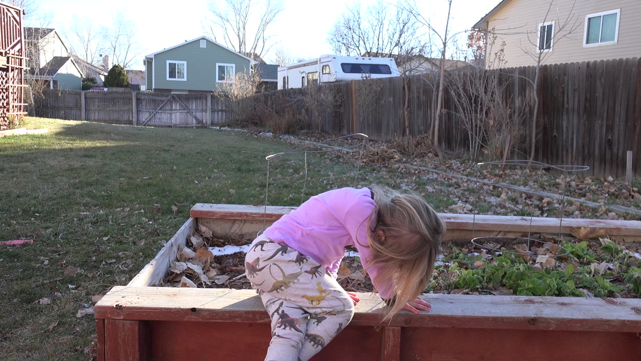 Child in a pink shirt bends over a raised garden bed in a backyard.