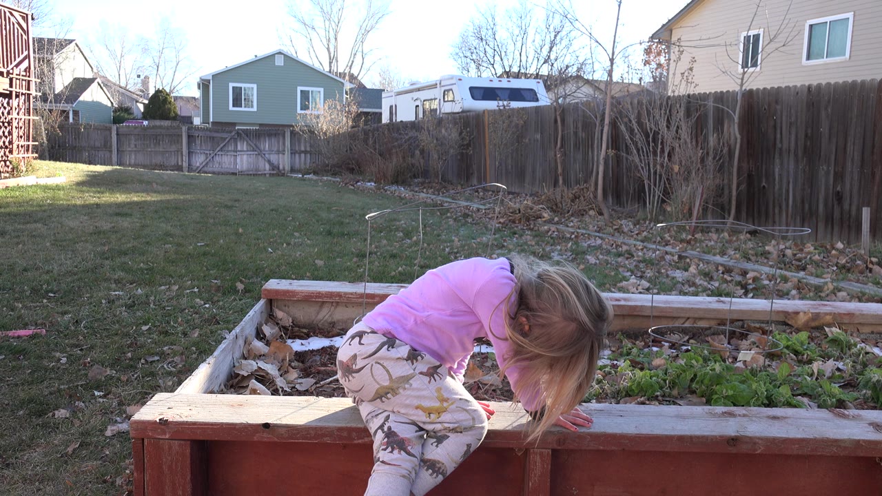 At 0:01, the child remains bent over the red wooden garden box, with blond hair hanging forward and the fenced Westminster, Colorado yard visible behind.