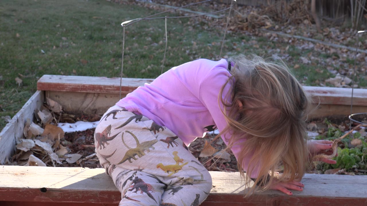 Young blonde girl in a pink top crouches beside a wooden raised garden bed in Westminster, Colorado, with her hair falling over her face and dry leaves behind her.