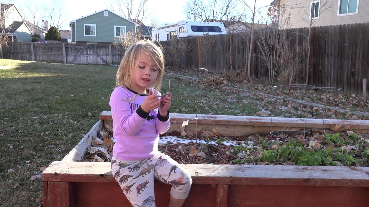 A young blond girl in a pink shirt sits on the wooden edge of a raised garden bed in a Westminster, Colorado backyard while looking at a small object in her hands.