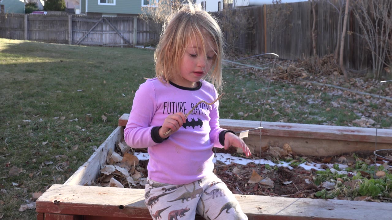 The girl looks down toward a small tan twig in her hand while standing next to the raised bed in the Westminster backyard.