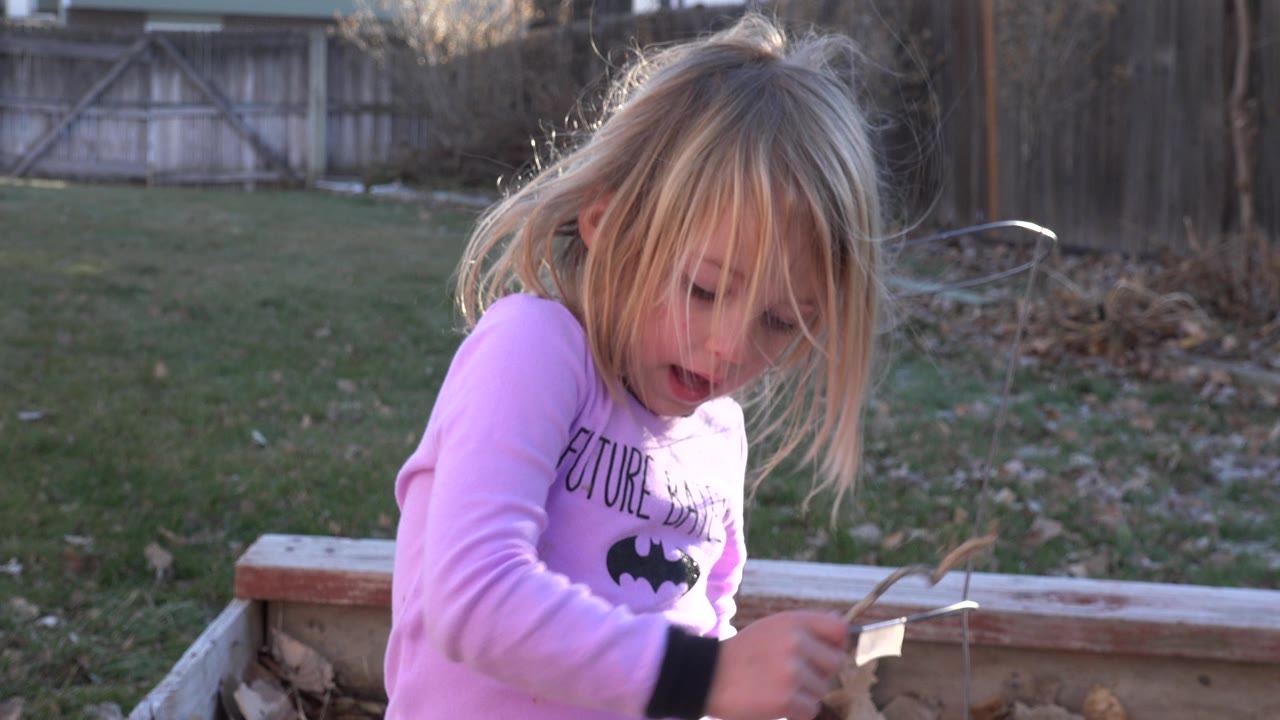 A blond young girl in a pink Batman shirt looks down at a stick beside a wooden garden bed in a Westminster, Colorado backyard.
