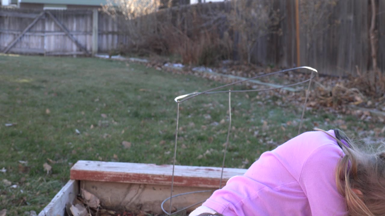 At 0:00, a blond girl in a pink shirt leans low at the edge of a wooden planter box in a Westminster, Colorado backyard with lawn, fence, and garden supports behind her.
