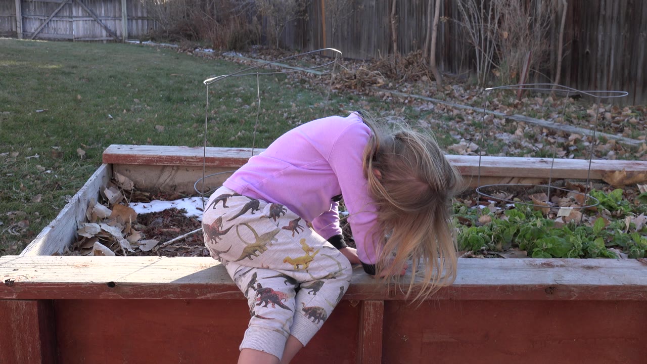 Child leaning over a raised garden bed in a backyard.