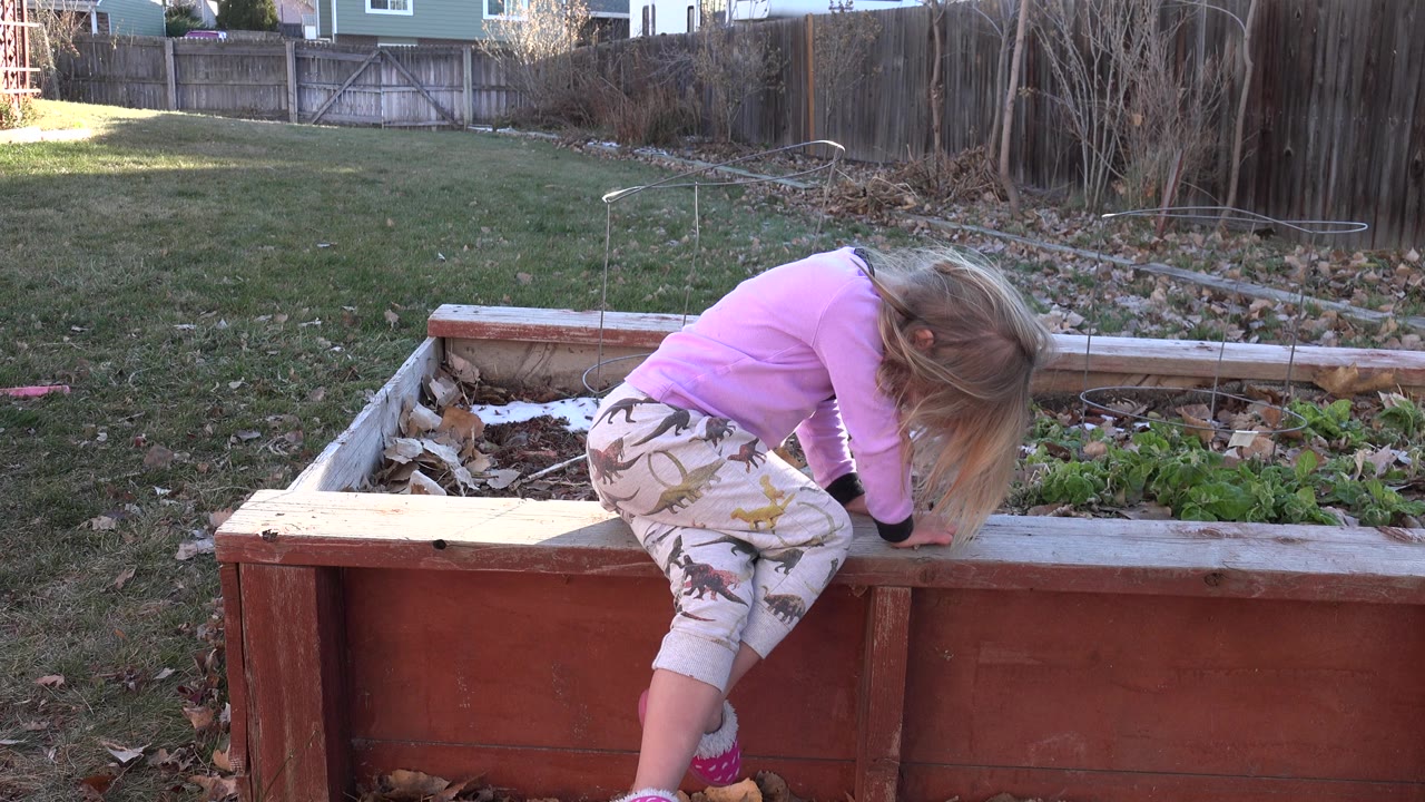 At 0:01, the child remains bent forward over the wooden garden box, with her hair hanging toward the plants and the fenced Westminster backyard filling the background.