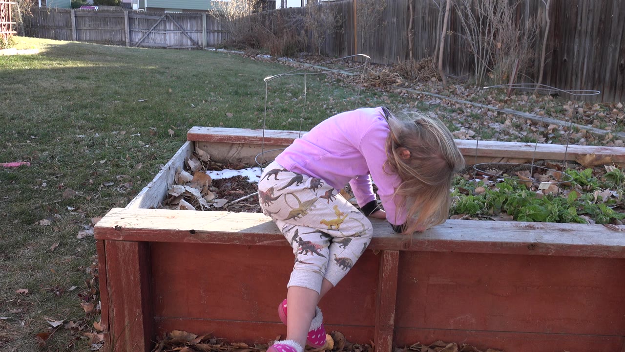 At 0:00, a young blond girl in a pink shirt bends over the red wooden garden bed in a Westminster, Colorado backyard, with lawn and fencing behind her.