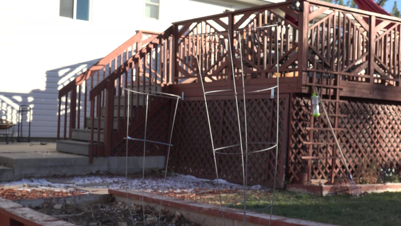 Backyard deck and raised garden bed with no dog visible.