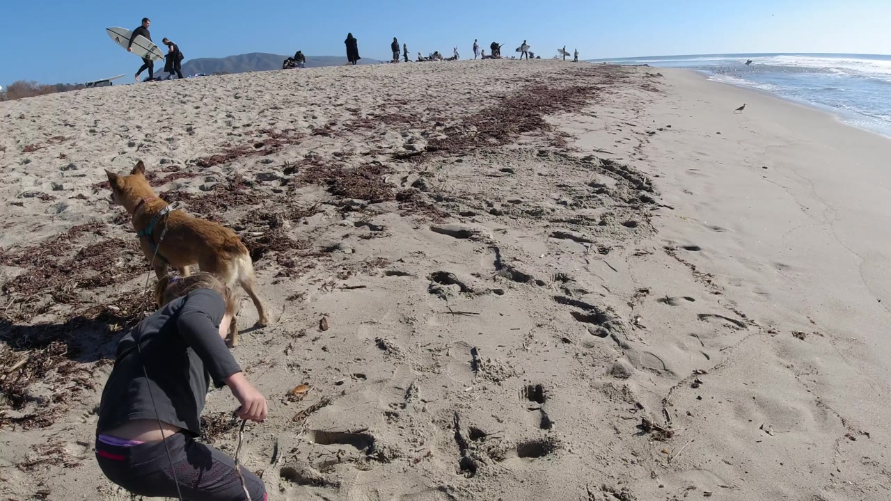 At Trestles Beach, California, the dog moves ahead on the left foreground while the child follows behind on the sand, with ocean glare and distant figures across the horizon line.