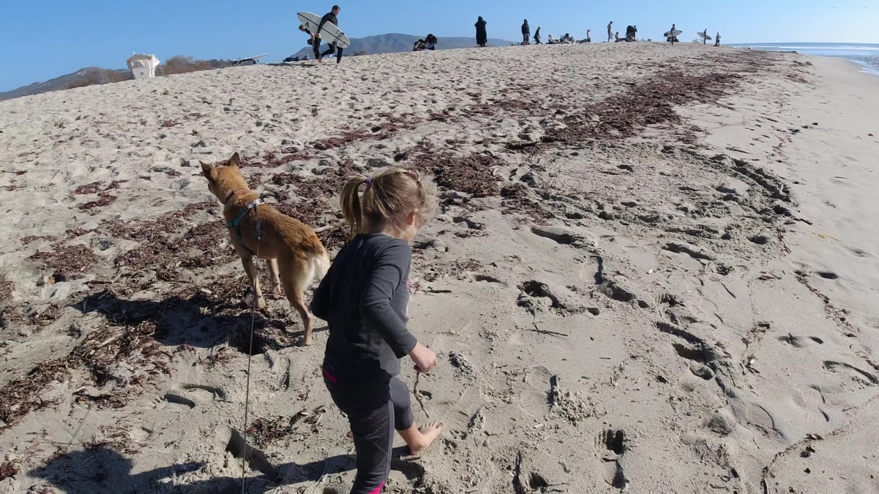 Dog and child beside seaweed on sandy beach