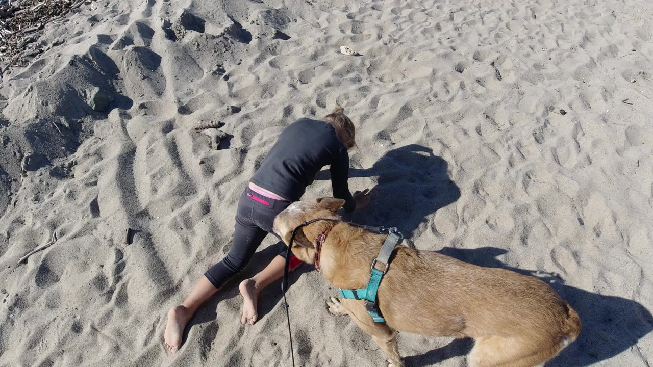 At Trestles Beach, California, a barefoot person crawls across rippled sand while a tan dog in a turquoise harness stands close beside them.