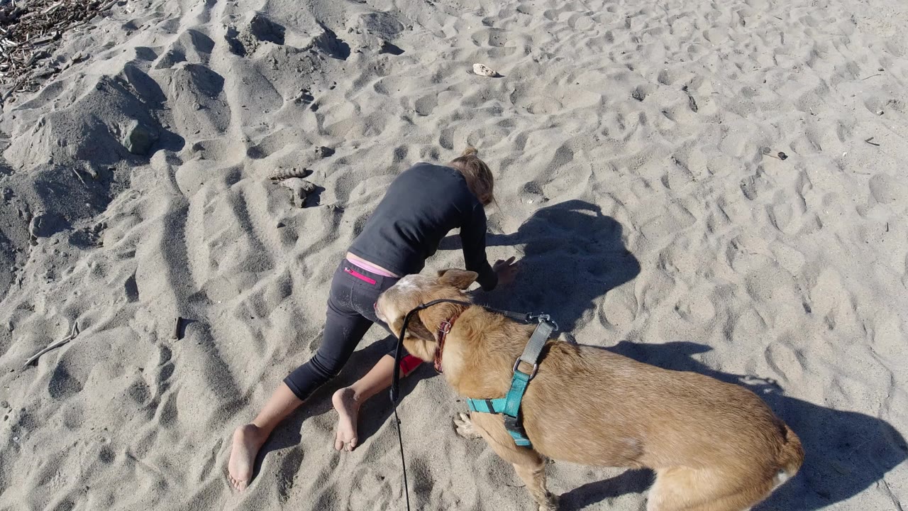 Dog watches a person crawling over textured beach sand.