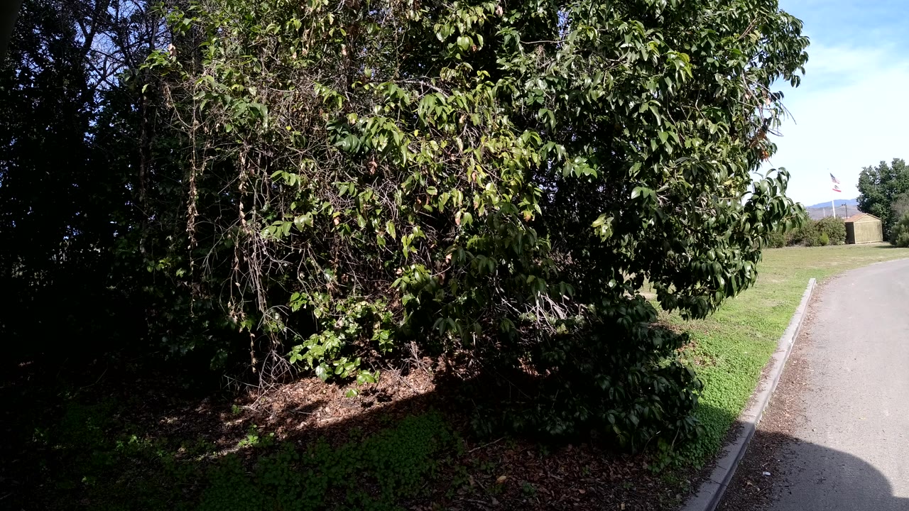 Dense roadside greenery in San Clemente, California, fills most of the frame beside pavement, with dark shade under the trees and no visible people.